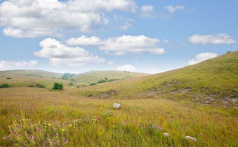 #grass #grasses #native #prairie #landscape #tallgrass #nature #kansas #naturephotography #ArtForHealing #HealthcareDesign #fineartphotography #evidencedbasedart #wallart #healingart #artwork #interiordesign #artinhospitals #photography #art #henrydomke #HDFA Prairie Flowers, Plains Landscape, Healthcare Art, Tallgrass Prairie, Prairie Flower, Flint Hills, State Of Kansas, Victorian Mansions, 수채화 그림