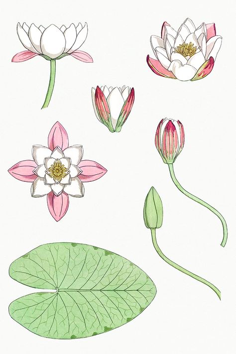 Vintage water lily flower set design element | premium image by rawpixel.com / Donlaya Lotus Botanical Illustration, Pond Flowers Drawing, Lillypads Drawing, Flower Set Design, Water Lily Embroidery, Art Nouveau Lotus, Lily Pad Drawing, Water Lily Drawing, Lotus Flower Colors