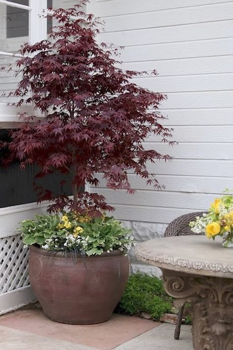 Potted Trees Patio, Japanese Maple Varieties, Japanese Maple Garden, Bloodgood Japanese Maple, Coral Bark Japanese Maple, Japanese Maples, Japanese Maple Tree, Maple Trees, Acer Palmatum