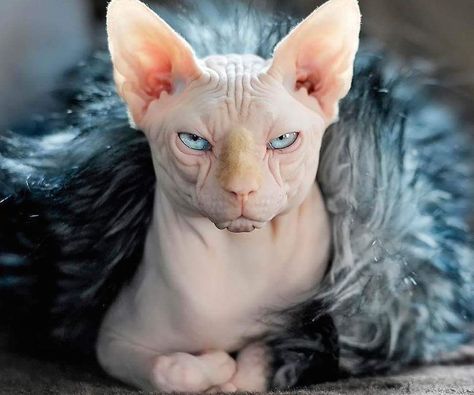 Chat égyptien Hairless Cats, Ancient Egypt History, Sphynx Cats, Egypt History, Hairless Cat, Animal Reference, Sphynx Cat, Sphynx, Cat Stuff