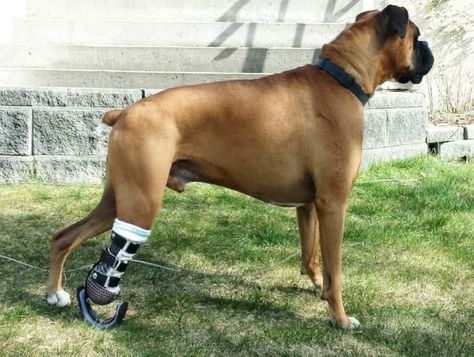 Animal Prosthetics, Leg Prosthetic, Dog Braces, Prosthetic Device, Shadow Creatures, Dog Leg, Prosthetic Leg, Leg Braces, Casting Kit