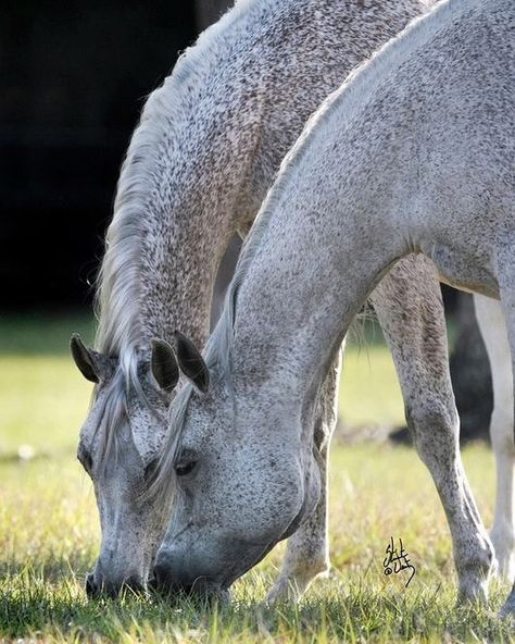 Flea Bitten Horse, Flea Bitten Grey Horse, Horses Arabian, Horses Grazing, Horse Markings, Ocala Florida, Horse Inspiration, Arabian Beauty, Grey Horse