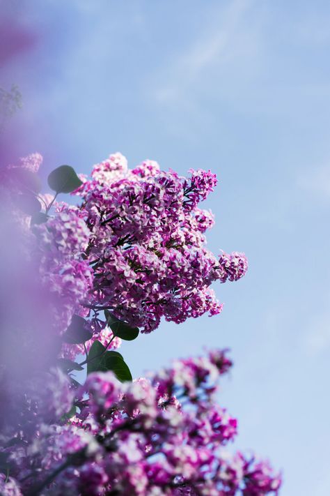 purple flowers under cloudy sky during daytime photo – Free Courtedoux Image on Unsplash Pink Lilac Aesthetic, Iphone 13 Wallpaper, Lilac Aesthetic, 13 Wallpaper, Aesthetic Floral, Background Hd Wallpaper, Floral Wallpaper Phone, Pink Lilac, Glitter Wallpaper