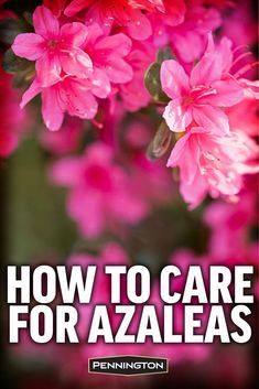 Azaleas Landscaping Front Yards, Backyard Wood Projects, Azaleas Flower, Azalea Care, Landscaping Front Yards, Pruning Azaleas, Azaleas Landscaping, Azaleas Care, Azalea Shrub