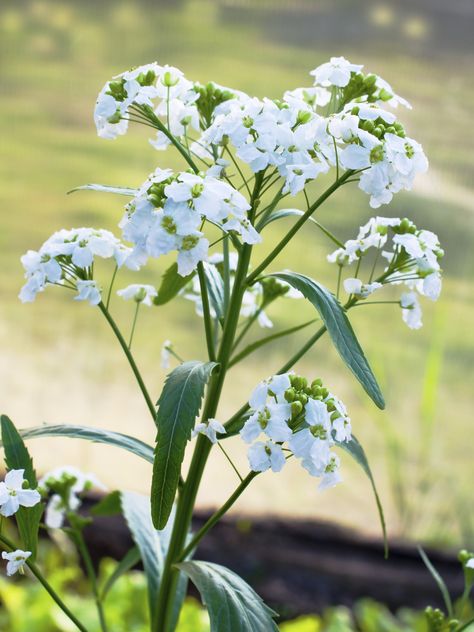 Like its cousins, broccoli and radish, the horseradish plant has flowers; the question is, are horseradish flowers edible? If not, should you cut horseradish flowers? The following article will try and answer these questions. Click here to learn more. Horseradish Plant, Growing Horseradish, Roast Frozen Broccoli, Horseradish Recipes, Fresh Horseradish, Vegetable Bin, Broccoli Cheddar Soup, Flower Tea, Growing Flowers