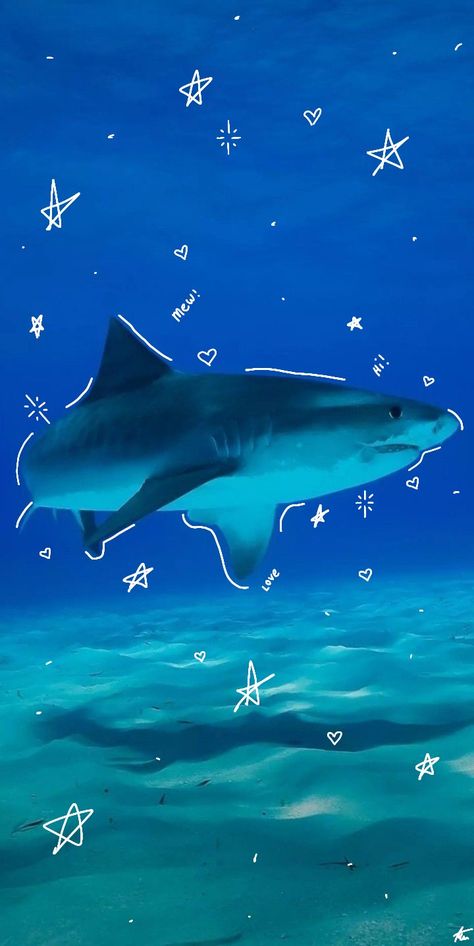 Sharks Cute Wallpaper, Sharks Wallpaper Aesthetic, Cute Shark Wallpaper Iphone Wallpapers, Shark Background Wallpapers, Blue Shark Wallpaper, Shark Desktop Wallpaper, Great White Shark Wallpaper, Cute Great White Shark, Shark Iphone Wallpaper