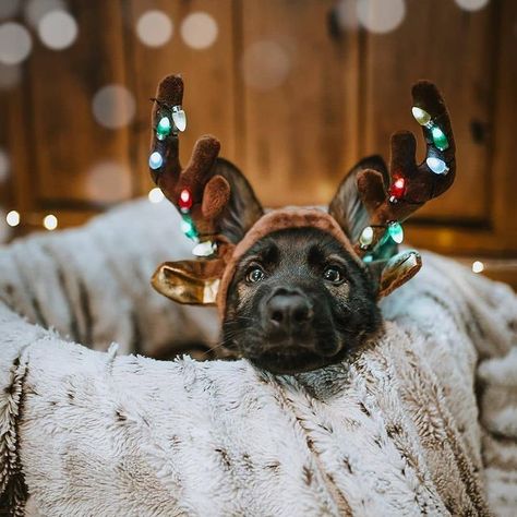 #chien #chiens #chiot #chiots #chiendrole #chiendrôle #chienmignon #doggy #doglover #bergerallemand #chiotbergerallemand #Regram via @CJURcmQHJ-i Cave Dwelling, Merry Christmas Eve, From Santa, Cute Funny Dogs, Shepherd Dog, Christmas Eve, German Shepherd, Funny Dogs, I Hope You