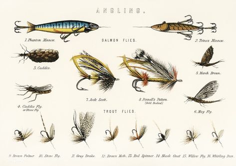 Angling baits from British Fresh Water Fishes (1879). Digitally enhanced from our own original plate. | free image by rawpixel.com Fishing Aesthetic, Fishing Australia, Fly Art, Antique Fishing Lures, Fishing Art, Vintage Fishing Lures, Salmon Flies, Art Antique, Vintage Fishing