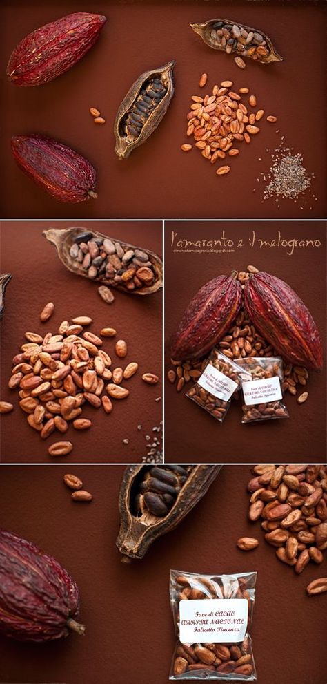 Chocolate Cacao Powder Recipe, Cacao Tree, Chocolate Tree, Truffle Boxes, Tropical Food, Cacao Chocolate, Cocoa Tea, Cocoa Recipes, Cocoa Chocolate