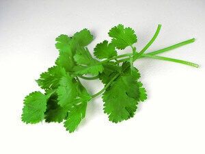 a sprig of cilantro Growing Cilantro, Vegan Pad Thai, Cilantro Chicken, Cooking Herbs, Heavy Metal Detox, Harvesting Herbs, Aromatic Herbs, Skin Diseases, Herbs And Spices