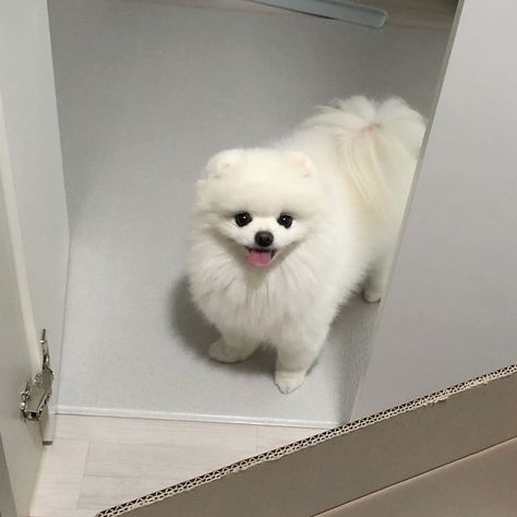 White Fluffy Puppies, Fluffy Pets, White Pomeranian Puppies, White Fluffy Dog, Cute White Dogs, Aesthetic Grey, White Pomeranian, House Pets, Grey Aesthetic