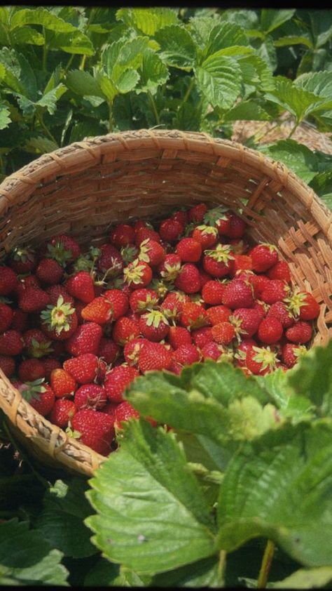 strawberry picking Strawberry Patch Aesthetic, Pyin Oo Lwin, Patch Aesthetic, Cabin In The Snow, Infant Classroom, Strawberry Picking, Strawberry Patch, Organic Produce, Wallpaper Decor