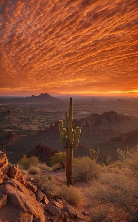 New Mexico Nature, Southwest Gothic, Desert Pictures, Desert Aesthetic, Desert Dream, Desert Life, Desert Vibes, Western Aesthetic, Desert Sunset