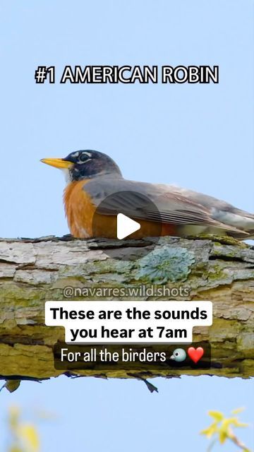 Work with Animals | Small Business | Reiki Healer on Instagram: "A little bird love ❤️ music for all of the birders out there. Good Mornin’ 🐦 #birds #birdlovers #birder" Birds Sounds, Animal Tips, Bird Sounds, Reiki Healer, Bird Calls, Doctor's Office, Bird Baths, Girls Camp, Work With Animals