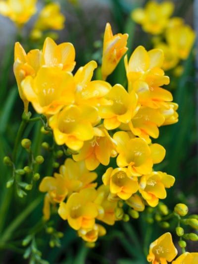 Freesia Flower, Vertical Garden Plants, Freesia Flowers, Beautiful Flowers Photography, Garden Bulbs, Flower Care, Ornamental Plants, Propagating Plants, Bulb Flowers