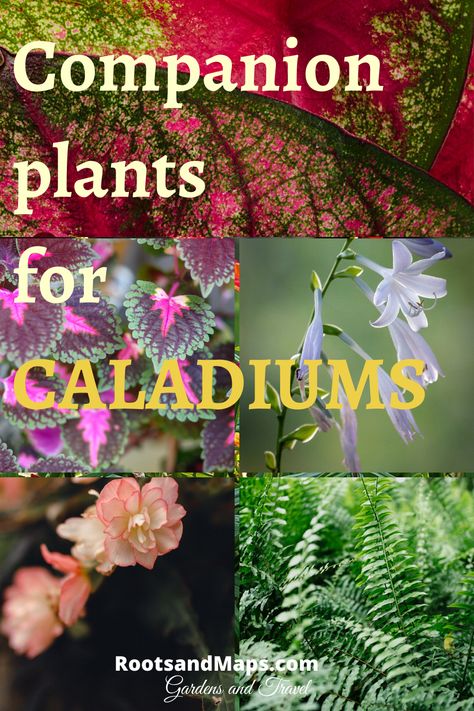 Caladiums In Containers, Caladium And Fern Planter, Caladiums In Pots Front Porches, Caladium Planter Ideas, Caladiums Landscaping, Caladium Container Ideas, Caladiums In Pots, Coleus Containers, Impatient Flowers