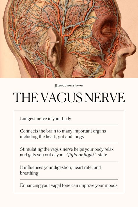 Thoughts Emotions Actions, Vagus Nerve Ice Therapy, The Nervous System Diagram, How To Stimulate The Vegas Nerve, Resetting Your Vagus Nerve, Ways To Stimulate Vagus Nerve, Nervous System Breathing, Dorsal Vagus Nerve, What Is The Vagus Nerve