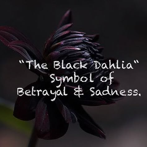 The Black Dahlia Tattoo, Dahlia Meaning Language Of Flowers, Black Dahlia Flower Meaning, Black Dahlia Meaning, Flowers With Dark Meaning, Black Dahlia Flower Wallpaper, Black Dahlia Aesthetic, Black Dahlia Wallpaper, Flower Prompts