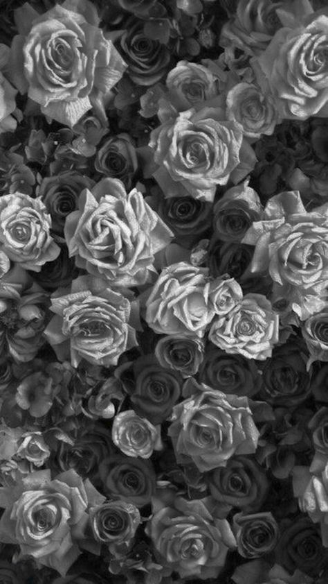 Black And Grey Iphone Wallpaper, Gray Floral Iphone Wallpaper, Gray Roses, Black And White Roses Wallpaper, Grey And White Roses Wallpaper, Black Rose White Background, White Roses Wallpaper, Black And Silver Wallpaper, Black And Grey Rose Photography