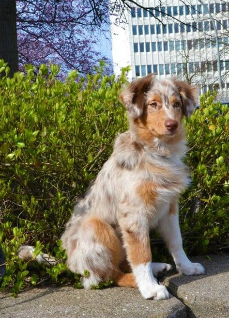 Australian Shepherd red merle Western-Aussie-Yuna.jimdo.com Aussie Puppies, Aussie Dogs, Super Cute Puppies, I Like Dogs, Australian Shepherd Dogs, Pretty Dogs, Dog Agility, Baby Animals Funny