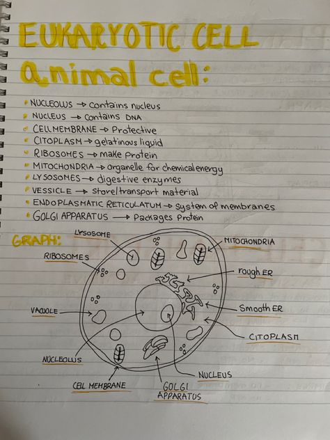 Handmade notes Mitochondria Notes, Handmade Notes, Ged Study, Learn Biology, Eukaryotic Cell, Chemical Energy, Bible Topics, Biology Facts, Animal Cell