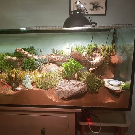 Zoo Med Laboratories on Twitter: "#Bioactive leopard gecko setup built with #ExcavatorClay by theleopardgeckodrogon!… " Bioactive Leopard Gecko, Crab Enclosure, Gecko Setup, Leopard Gecko Setup, Bearded Dragon Terrarium Ideas, Leopard Gecko Habitat, Leopard Gecko Tank, Lizard Terrarium, Crab Tank