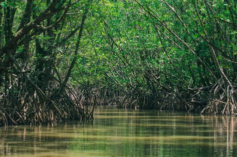 Mangrove Forest Photography, Wood Leaf, Mangrove Forest, Evergreen Forest, Parts Of A Flower, Book Trailer, Palawan, Photo Tree, Fantasy Rpg