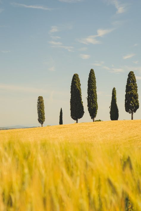 Download this photo by Silvan Schuppisser on Unsplash Simple Landscape Reference, Simple Landscape Photography, Scenery Simple, Simple Scenery, Tulip Drawing, Best Landscape Photography, Toscana Italy, Scenery Photos, Barn Painting