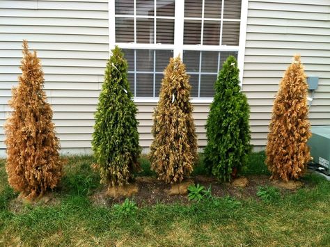 How Many Gardening Mistakes Can One Guy Make? | I don’t know, but here’s three. Emerald Arborvitae, Arborvitae Landscaping, Green Giant Arborvitae, Giant Arborvitae, Thuja Green Giant, Evergreen Landscape, Emerald Green Arborvitae, Arborvitae Tree, Privacy Trees