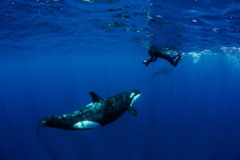 Swimming With Orcas, Nature Animation, Adventure List, Ideal Life, Survival Instinct, Marine Biologist, Killer Whale, World Images, Hang Ten