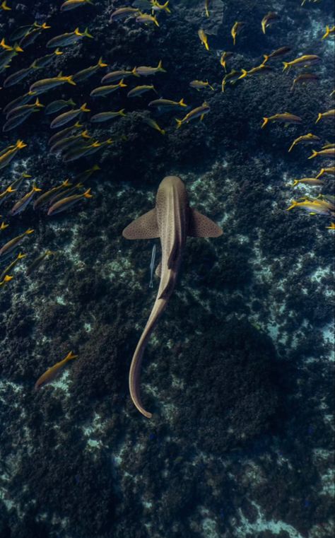 Zebra Shark Wallpaper, Peter Walks On Water, Shark Background, Ocean Life Photography, Shark Wallpaper, Zebra Shark, Leopard Shark, Sea Life Animals, Wild Animal Wallpaper