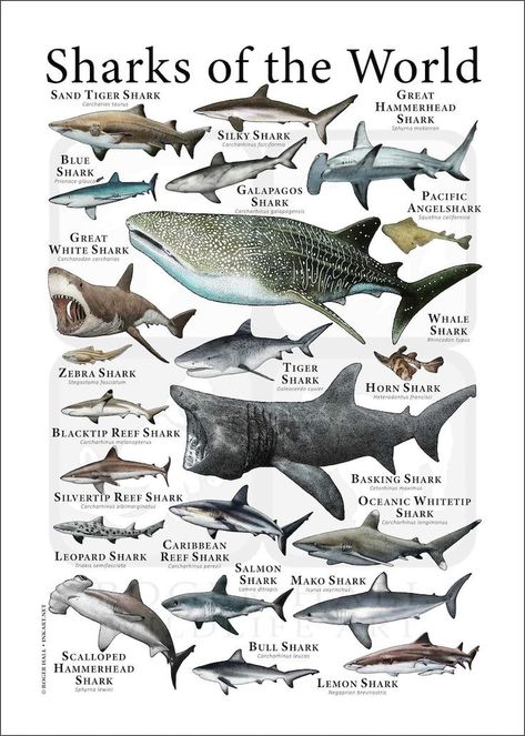 Sharks Of The World, Marine Biology Sharks, Different Shark Species, Shark Anatomy Poster, Facts About Hammerhead Sharks, Sharks Of The World Poster, Marine Life, Fish, Animals