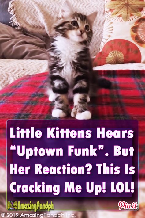 "Uptown Funk" Blared From The Speakers. But This Cat's Response Is Taking The Internet By Storm #cats #kitten #dance #song #funny #cute Cute Kittens Pictures, Rhinna Hairstyles, Cat Dancing To Girlfriend, Kitten Dancing, Funny Kitten Videos, Baby Kitten Videos, Uptown Funk Dance, Cats Don’t Dance, Funny Cat Playing Piano