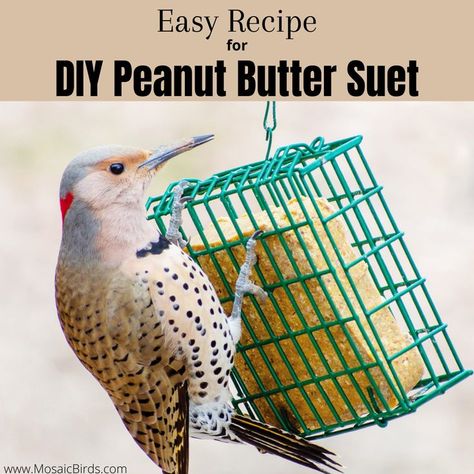 Suet Bird Feeder Diy, Suet Recipes For Birds, Bark Butter For Birds Recipe, Diy Suet, Diy Peanut Butter, Suet Recipe, Birdseed Ornaments, Backyard Birds Watching, Flying Animals