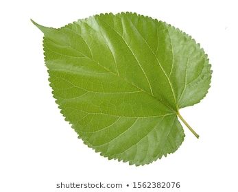 mulberry leaf isolated on white background and are used to make extracts as ingredients in cosmetics. leaves use for make tea or herbs use for health care concept and with clipping path.stock photos images Leaf Vector, Mulberry Leaf, Make Tea, How To Make Tea, Plant Leaves, White Background, Health Care, Photo Image, Herbs