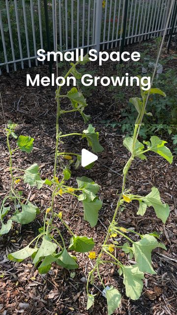 Watermelon Trellis Diy, Melon Trellis, Grow Cantaloupe, Growing Melons, Charles Dowding, Diy Trellis, Gardening Diy, The Space, If You Love