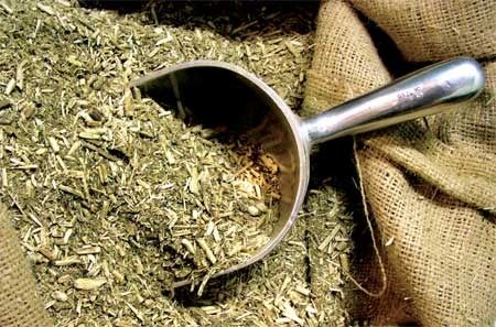 Yerba Mate Orgánica La Obereña Green Tea Vs Coffee, Yerba Mate Benefits, Yerba Mate Tea, Curb Appetite, Mate Tea, Speed Up Metabolism, Fast Metabolism Diet, Herbs For Health, Yerba Mate