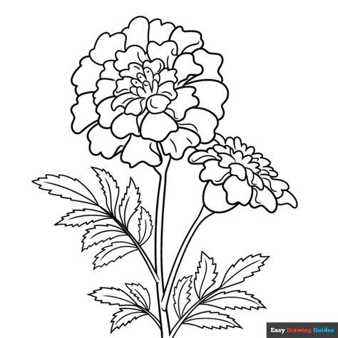 Free Marigold Flower Coloring Page for Kids Marigold Craft, Marigold Outline, Marigold Flower Drawing, Marigold Drawing, Shawl Embroidery, Flower Coloring Sheets, Diy Crafts For School, Simple Flower Drawing, Printable Flower Coloring Pages