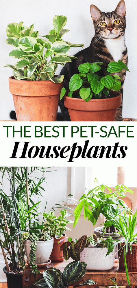 Safe House Plants, Home With Plants, Low Maintenance Indoor Plants, Easy House Plants, Plants Pet Friendly, نباتات منزلية, Cat Things, Green Things, Best Indoor Plants