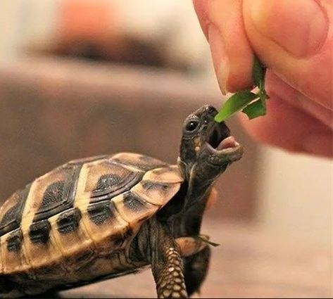 17 Endearing Images Of Animals Eating Food And Loving It - I Can Has Cheezburger? Cute Tortoise, Regnul Animal, Tortoise Turtle, Cute Turtles, Baby Turtles, A Turtle, Cute Animal Pictures, Cute Creatures, Sweet Animals