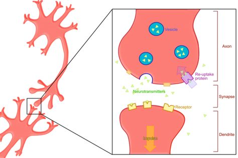 Neurotransmitters - Physiopedia Chemical Synapse, Neuromuscular Junction, Ap Psychology, Increase Serotonin, Better Grades, Limbic System, Health Disease, Bladder Control, Autonomic Nervous System