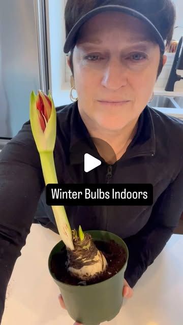 Amy Powers on Instagram: "You can grow amaryllis and paper, white bulbs in soil indoors in the winter time. You’ll need a container with drainage holes, some loose potting soil, and one big Amaryllis bulb or multiple paper white bulbs. Make sure the shoulders of the bulb is showing above the soil level because these bulbs are susceptible to rotting. We don’t want too much water stored around the bulb.  Only water when the top inch of soil has completely dried out. These bulbs don’t need very much water.   I am a Garden Coach located in the northwest suburbs of Chicago. I do on-site sessions right in your garden if you live 40 miles from Arlington Heights, Illinois. I also do virtual sessions for people that don’t live close to me. I have helped gardeners all over the United States and Cana Forcing Bulbs In Water, Bulbs In Water, Arlington Heights Illinois, Cut Flower Farm, Amaryllis Flowers, Amaryllis Bulbs, The Soil, Flower Farm, Potting Soil