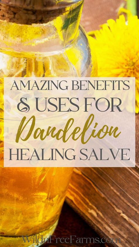 dandelion salve recipe Herbal Medicine Recipes How To Make, Dandelion Salve, Herbal Salve Recipes, Benefits Of Dandelion, Dandelion Benefits, Herbal Medicine Recipes, Herbal Remedies Recipes, Salve Recipes, Holistic Recipes