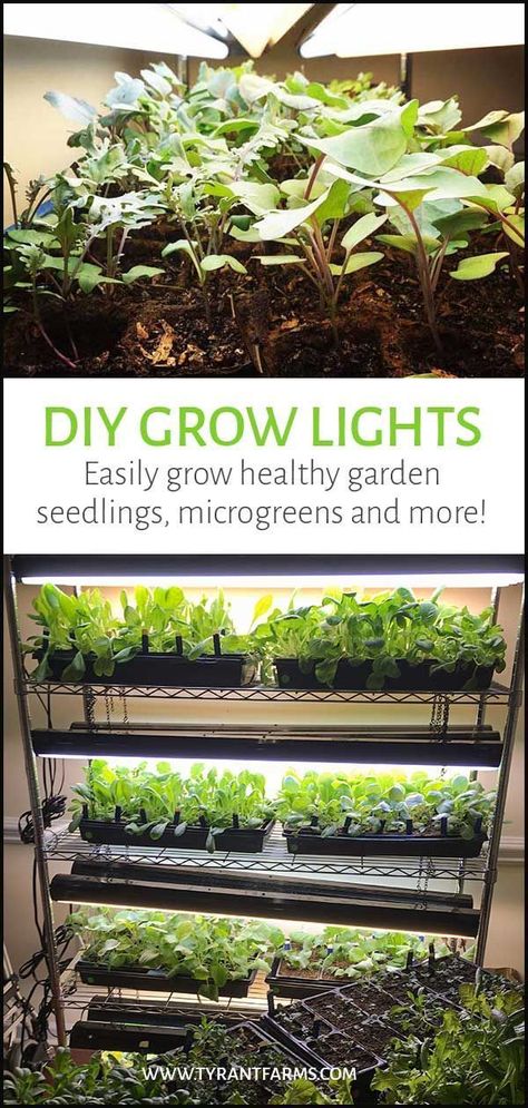 DIY Grow Lights: Easily grow healthy garden seedlings, microgreens and more! #garden #gardening #gardener #gardeningtips #seeds #seedstarting Grow Light Stand, Indoor Vegetables, Indoor Grow, Hydroponics Diy, Growing Microgreens, Hydroponic Growing, Indoor Vegetable Gardening, Plants Growing, Greenhouse Plans