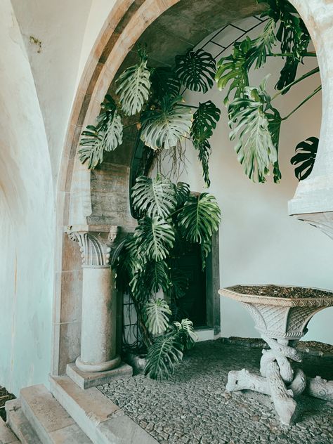 Monstera climbing arched castle wall Indoor Wall Climbing Plants, Climbing Monstera Plant, Monstera Climbing Wall, Monstera Climbing, Monstera Plant Aesthetic, Sintra Castle, Plant Climbing Wall, Indoor Climbing Plants, Wall Climbing Plants