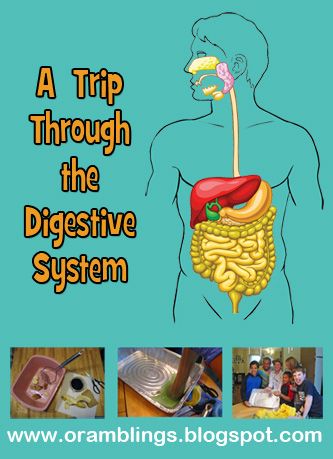 Supply list and instructions for a virtual trip of a lunch through the digestive system. #science #homeschool Digestive System Project, Digestive System Activities, Human Body Homeschool, Digestive System For Kids, Apologia Anatomy, Human Body Lesson, Human Body Unit Study, Science Homeschool, Human Body Projects