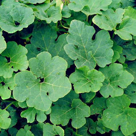 Did you know that pumpkin leaves are not just a by-product of planting seeds? Read here to learn about the many reasons pumpkin leaves are so amazing! Pumpkin Challenge, Pumpkin Plant, Plant Reference, Natural Fall Decor, Storytime Ideas, Cotswold Cottage, Pumpkin Vine, Planting Pumpkins, Eco Garden