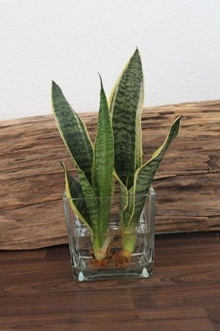 Water Plants Indoor, Plants Grown In Water, Tanaman Air, Hydrangea Flower Arrangements, Taman Air, Snake Plant Care, Indoor Water Garden, Snake Plants, Backyard Pools