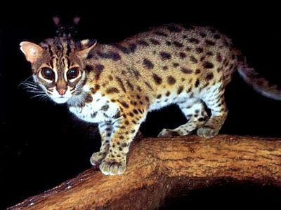 Sunda Leopard Cat - Prionailurus javanensis Wild Cat Species, Asian Cat, Asian Leopard Cat, Small Wild Cats, Hybrid Cat, Egyptian Mau, Cat Species, Clouded Leopard, Cats Rule