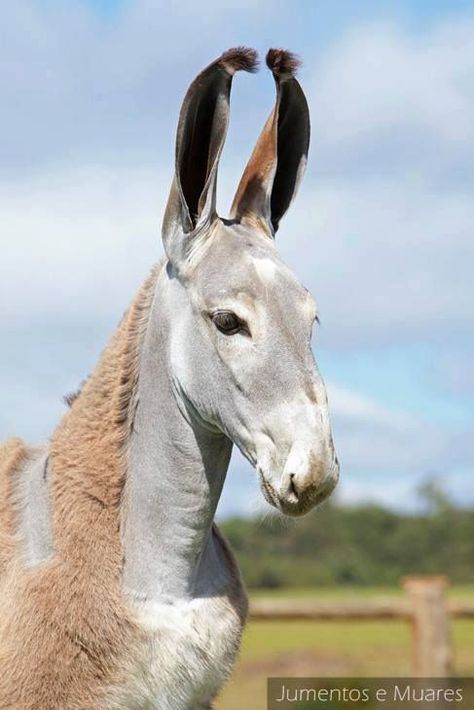 Weird Breed Combinations That Worked - Page 43 Donkey Breeds, A Donkey, Interesting Animals, Unusual Animals, Model Horses, Rare Animals, Pretty Animals, Animal Pics, Donkeys